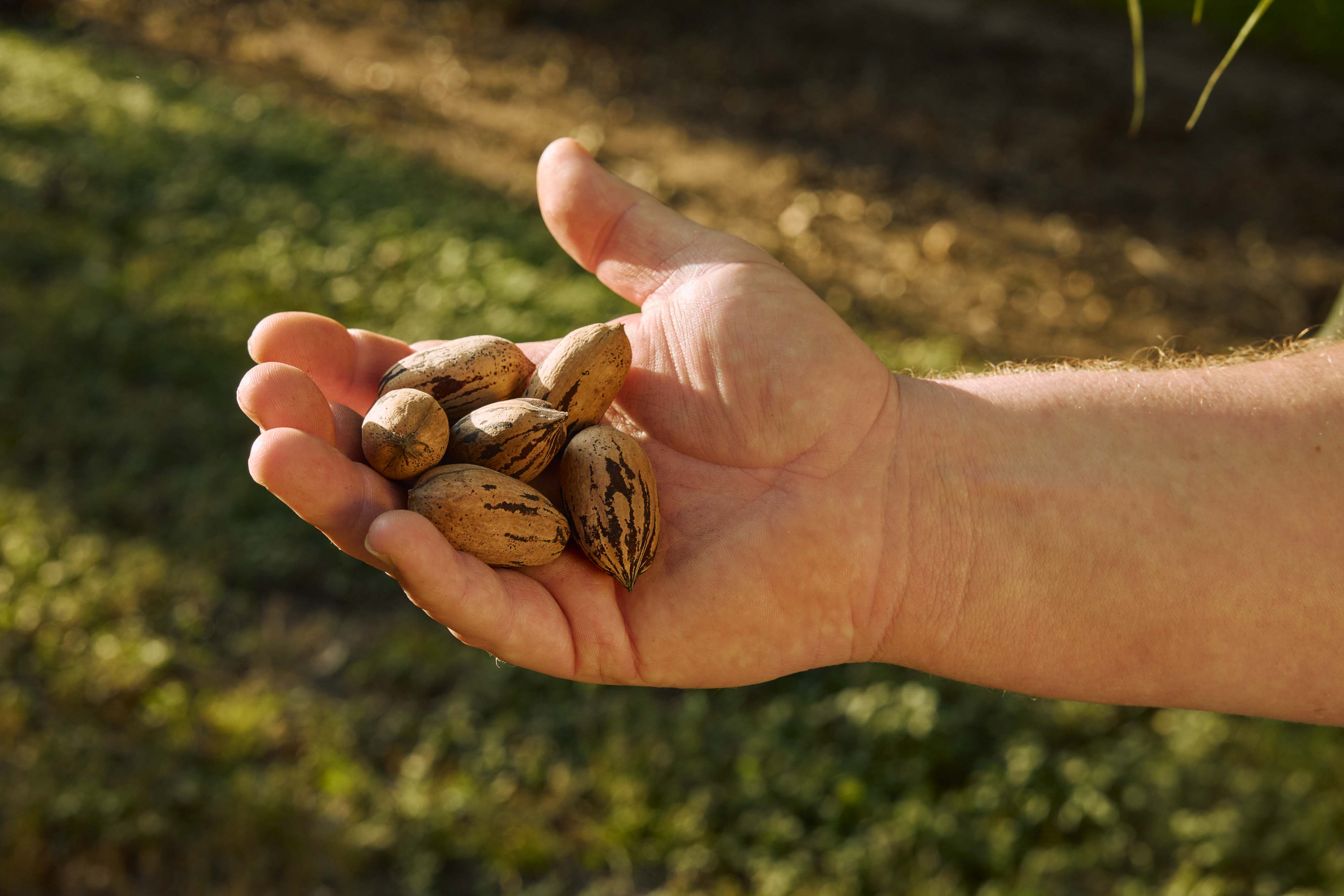 Pecans on one hand