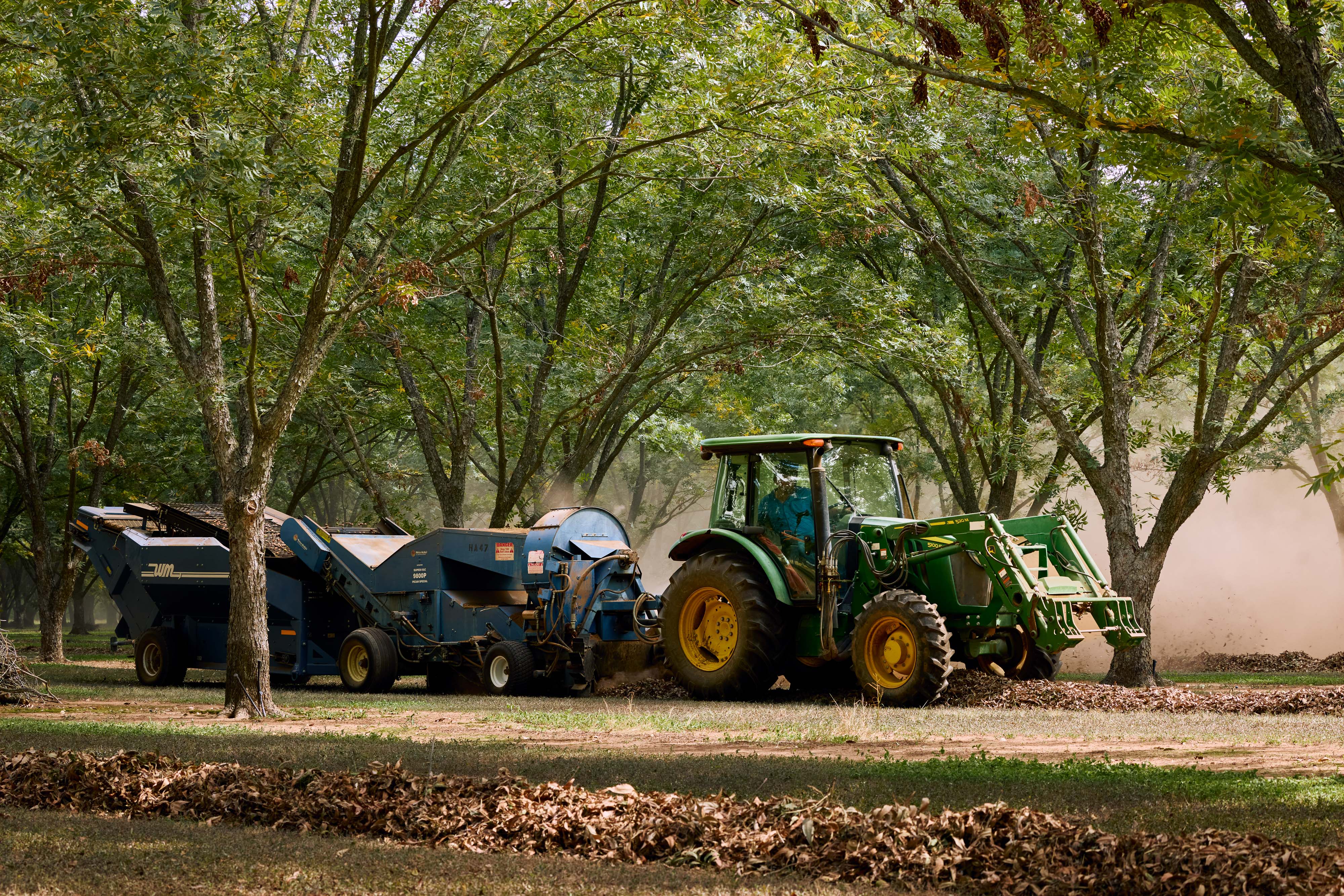 Orchard with Tractor