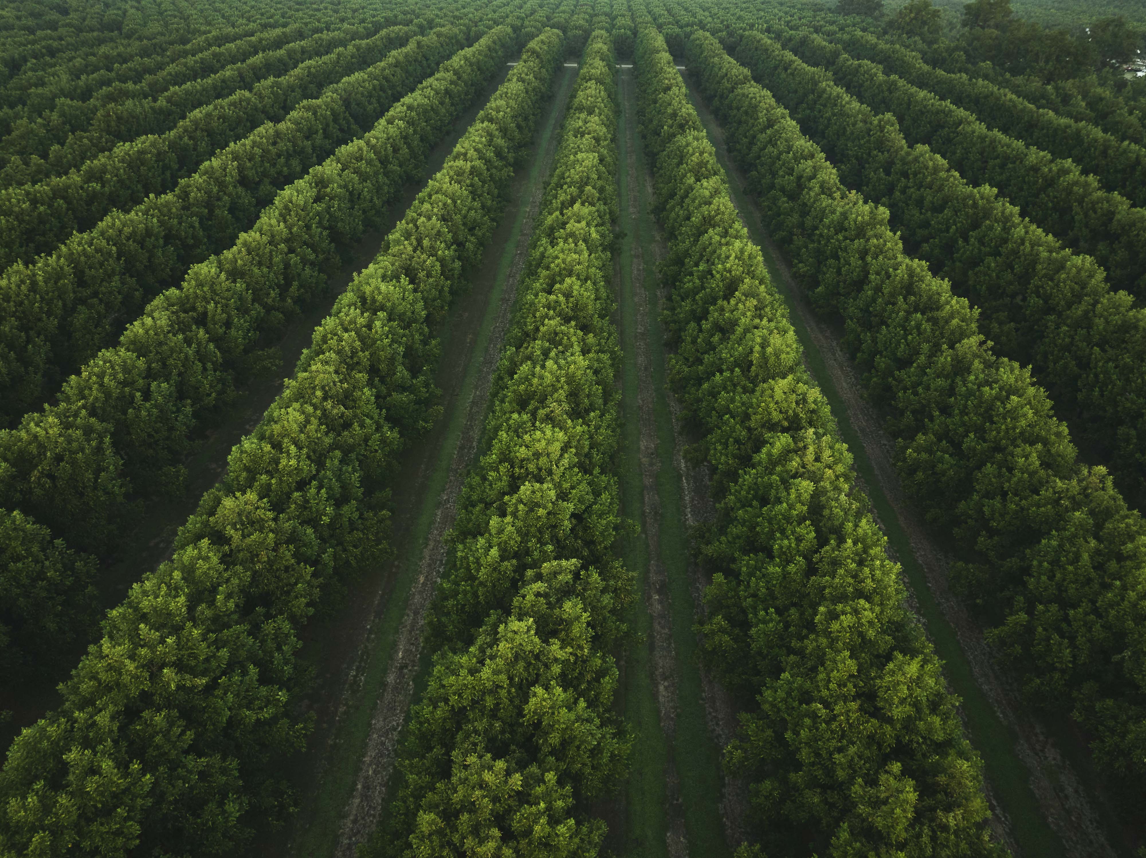 pecan fields