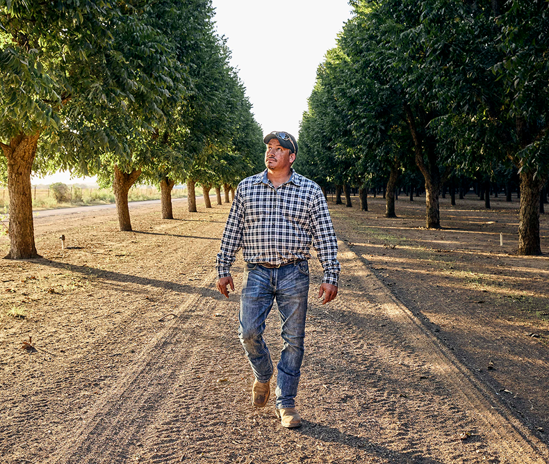 Man walking on a pecan farm