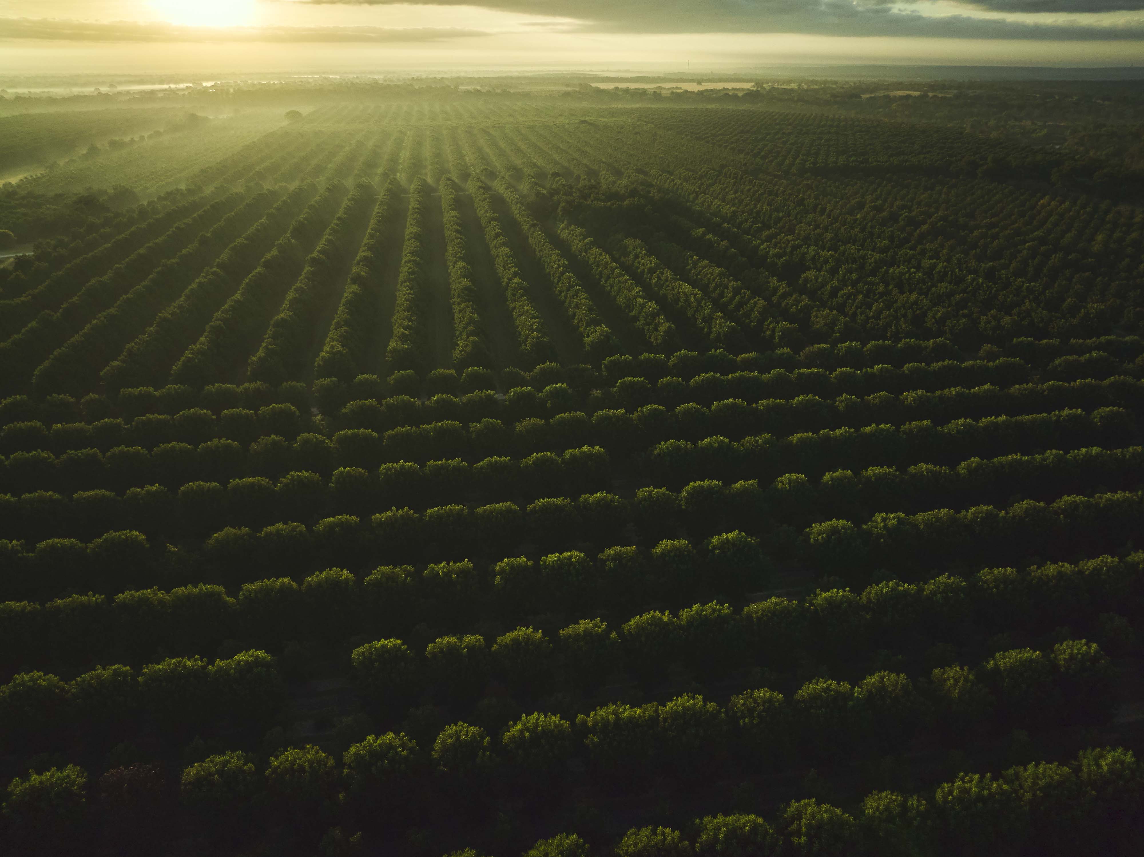  Orchard Drone Shot 0008